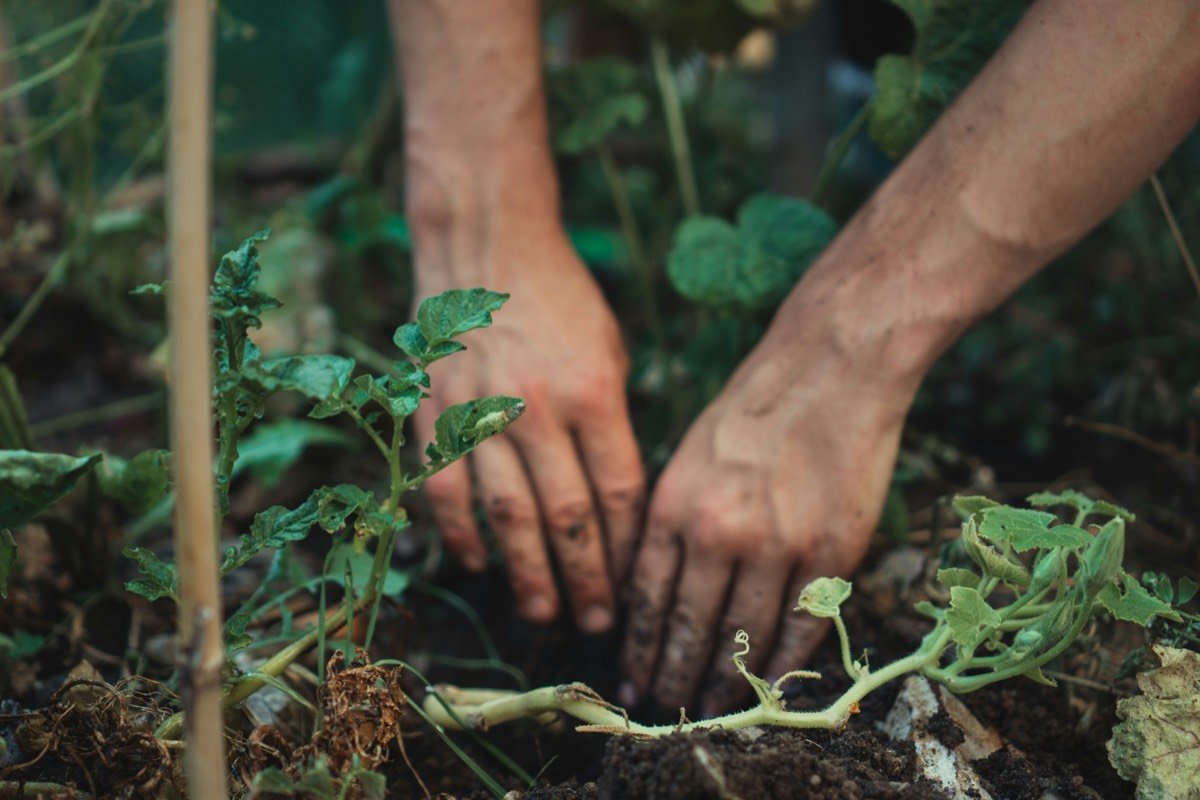 Hands planting seedlings in soil