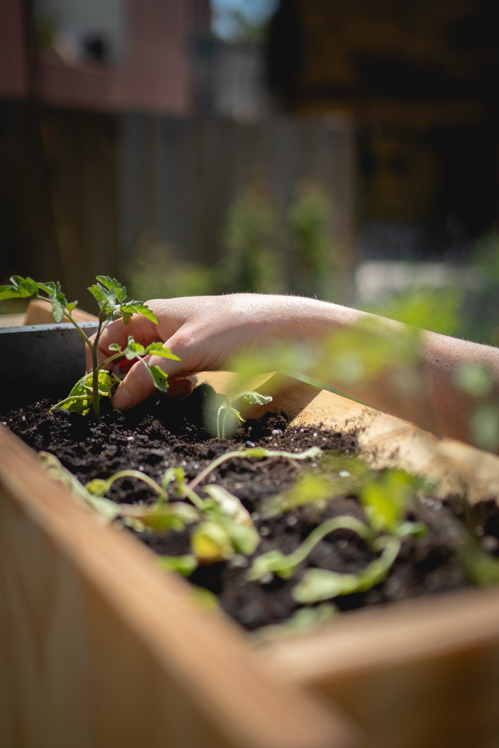 Hands planting seedlings for Edible Balconies