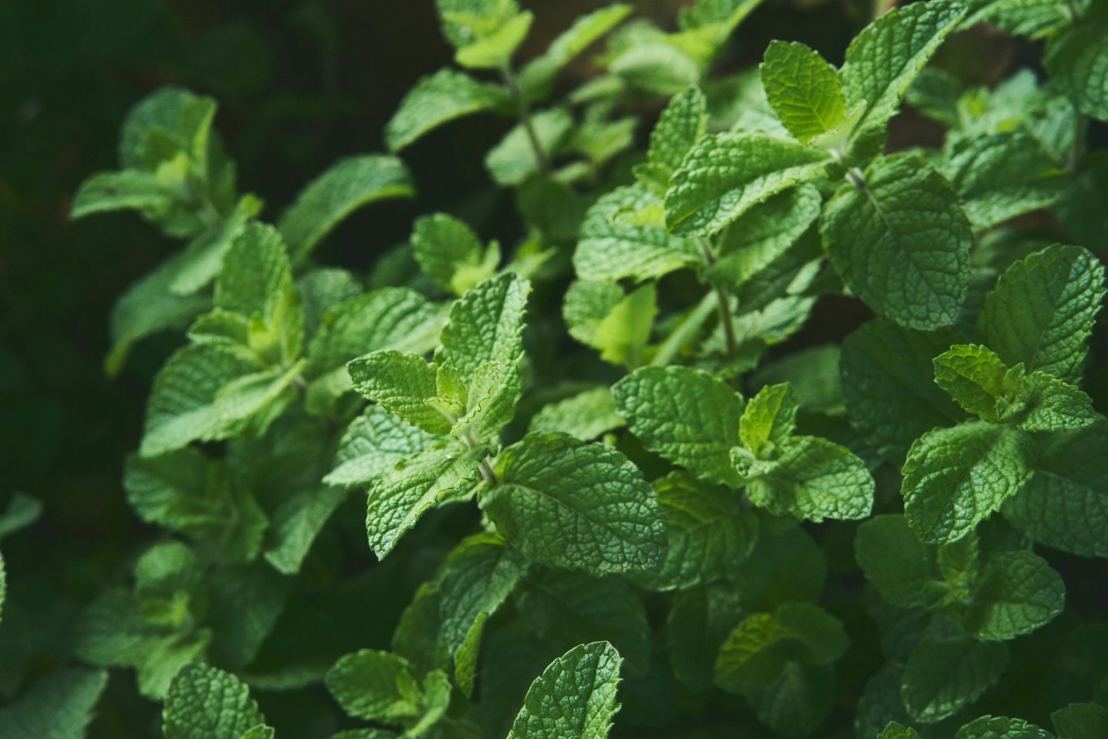 Fresh green herbs background